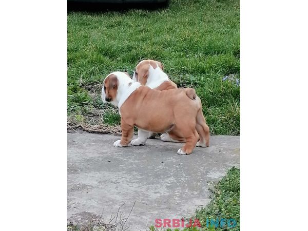 Engleski buldog &scaron;tenci