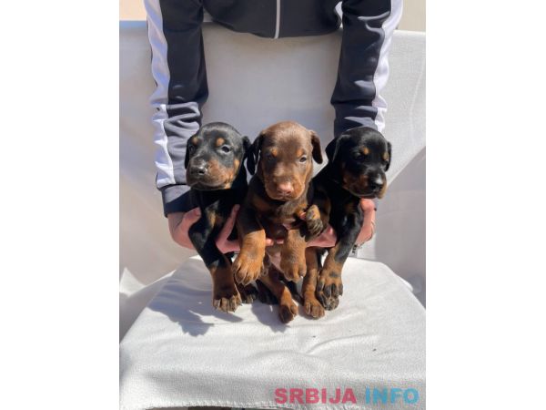 Doberman prelepi &scaron;tenci