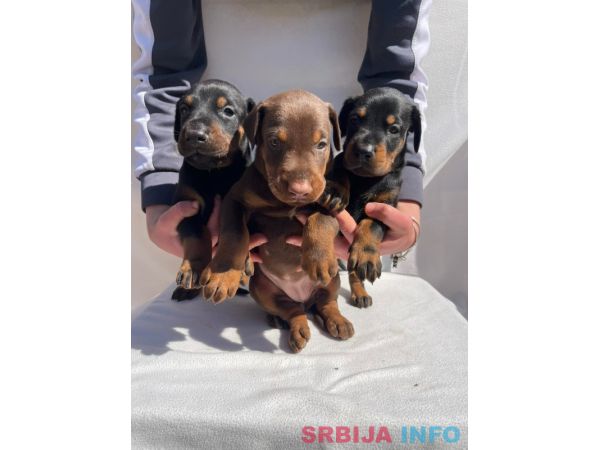 Doberman prelepi &scaron;tenci