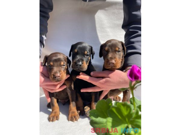 Doberman prelepi &scaron;tenci