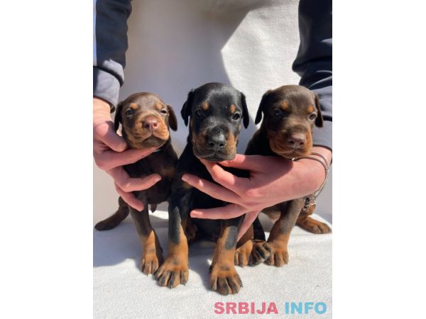 Doberman prelepi &scaron;tenci