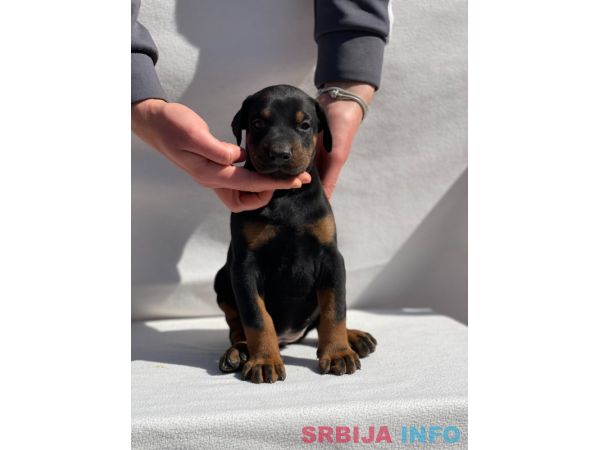 Doberman prelepi &scaron;tenci