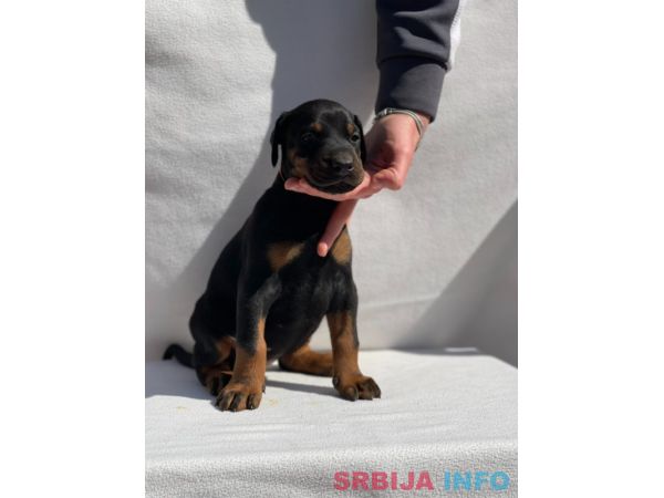 Doberman prelepi &scaron;tenci