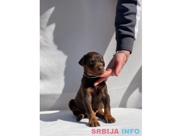 Doberman prelepi &scaron;tenci