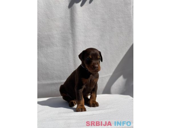 Doberman prelepi &scaron;tenci