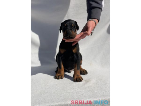 Doberman prelepi &scaron;tenci