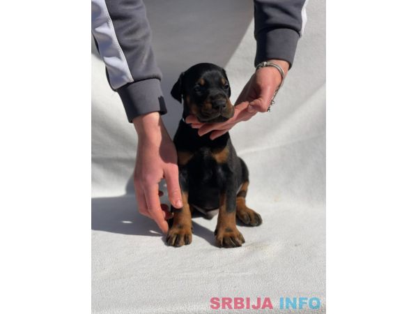 Doberman prelepi &scaron;tenci
