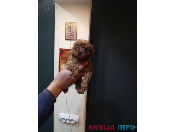 Na prodaju &scaron;tenci patuljaste pudle. 