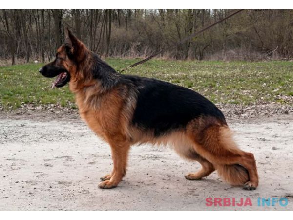 Nemački ovčar ženka
