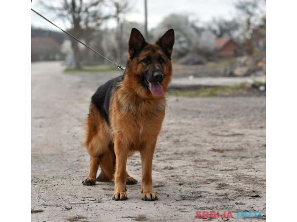 Nemački ovčar ženka