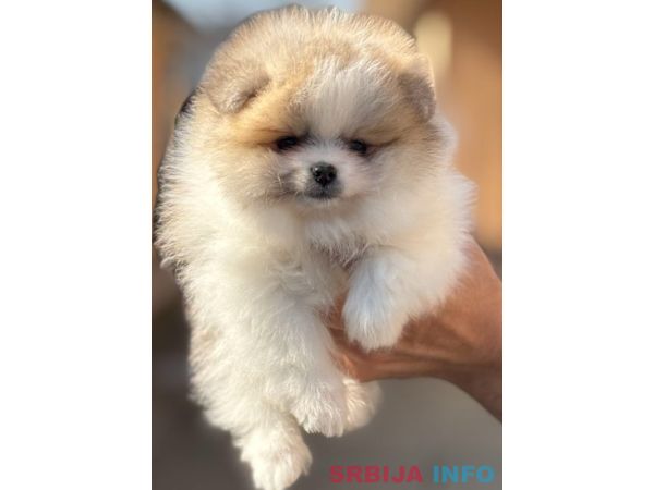 Pomeranac stenci 