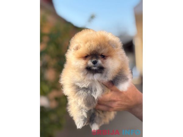 Pomeranac stenci 