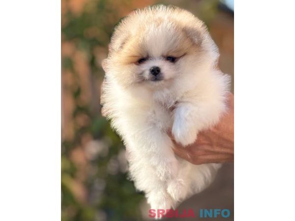 Pomeranac stenci 
