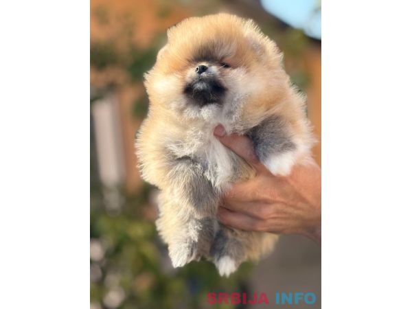 Pomeranac stenci 