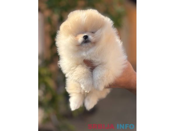 Pomeranac stenci 