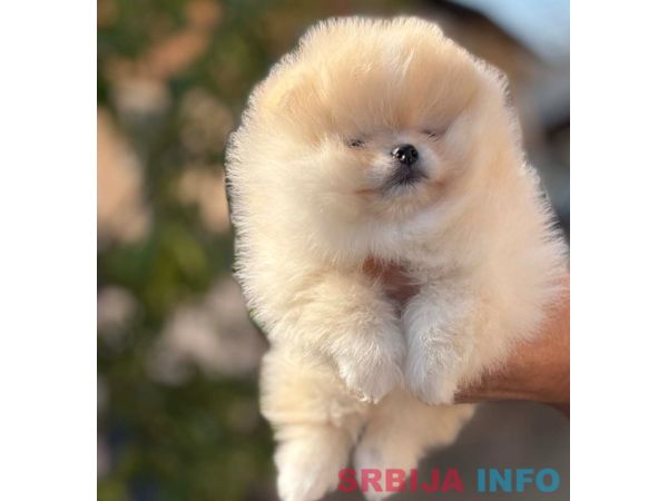 Pomeranac stenci 