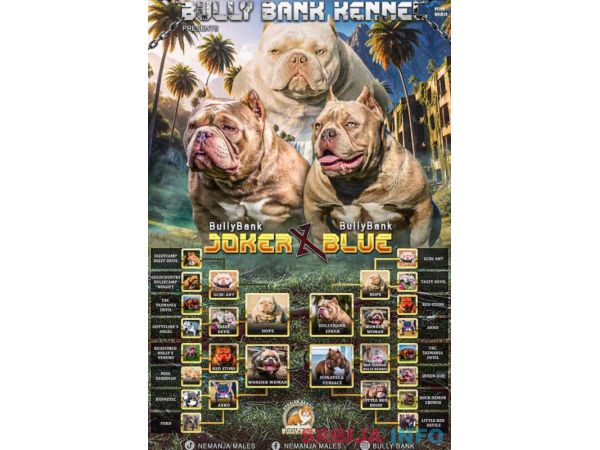 American Bully Ženka je stara 13 meseci, vrhunskog, izuzetnog porekla 