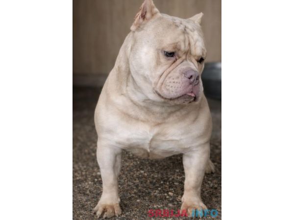 American Bully Ženka je stara 13 meseci, vrhunskog, izuzetnog porekla 