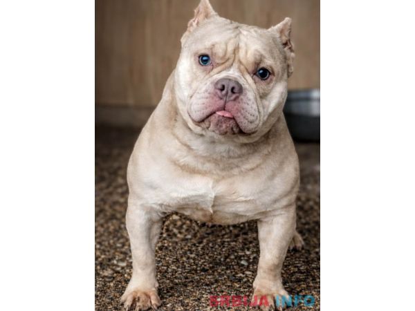 American Bully Ženka je stara 13 meseci, vrhunskog, izuzetnog porekla 