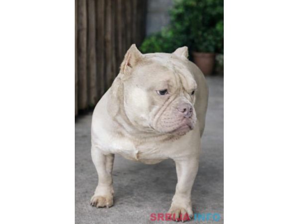 American Bully Ženka je stara 13 meseci, vrhunskog, izuzetnog porekla 