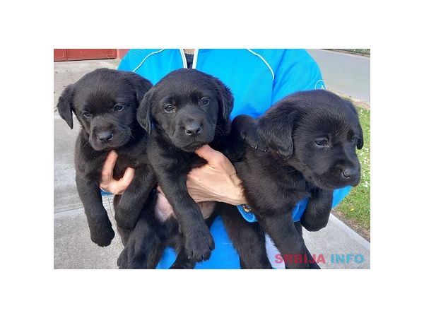 Prodajem tri muska steneta Labradora