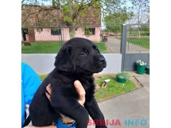 Prodajem tri muska steneta Labradora