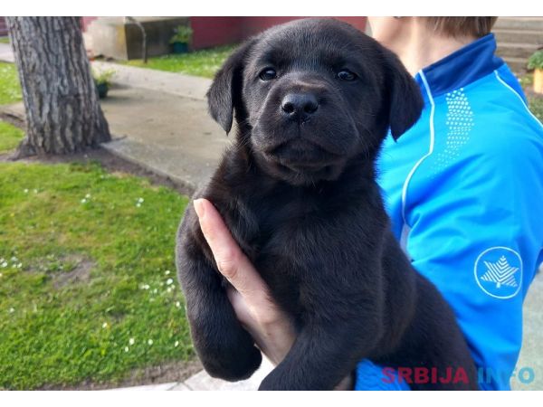Prodajem tri muska steneta Labradora