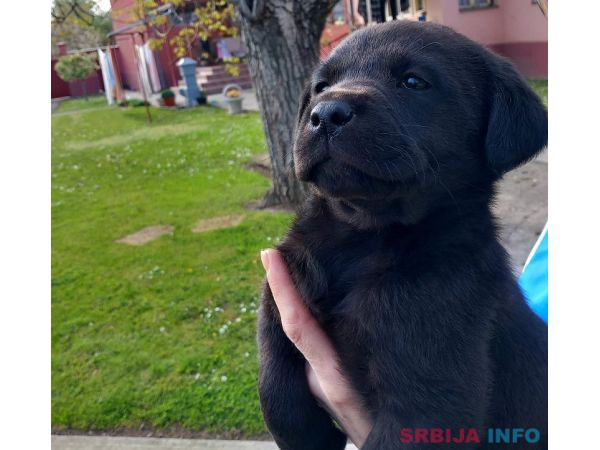 Prodajem tri muska steneta Labradora