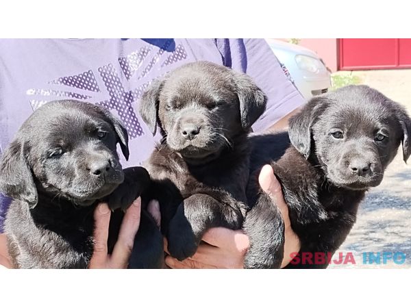 Prodajem tri muska steneta Labradora