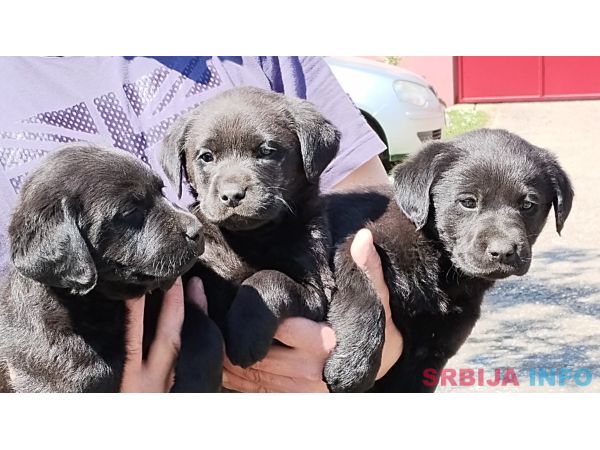 Prodajem tri muska steneta Labradora