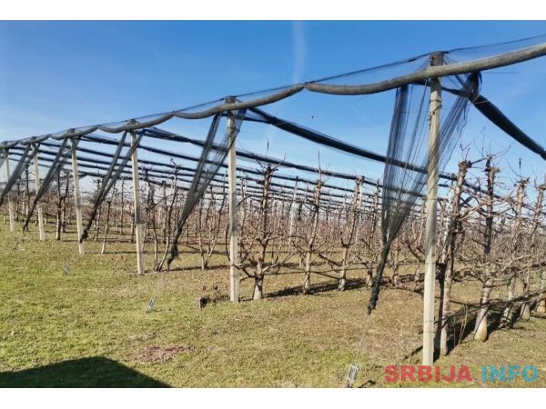 Voćnjak trešnje u punom rodu, 1.5 Ha, Srbobran