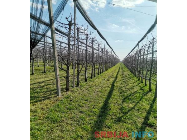 Voćnjak tre&scaron;nje u punom rodu, 1.5 Ha, Srbobran