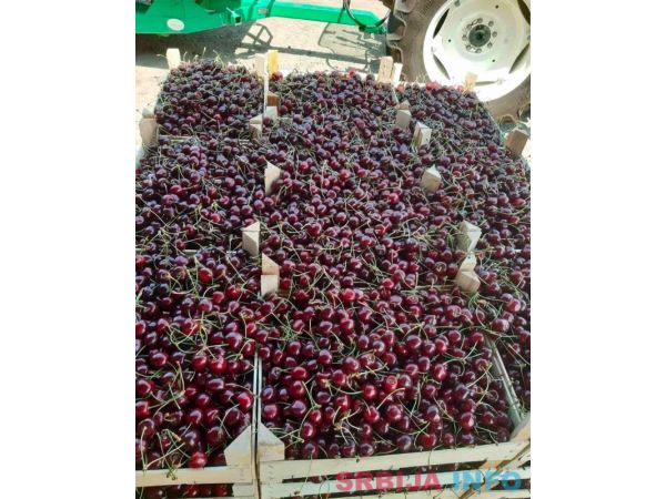 Voćnjak tre&scaron;nje u punom rodu, 1.5 Ha, Srbobran