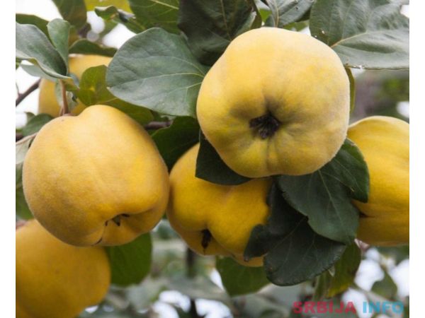 Dunjevača 0637714176