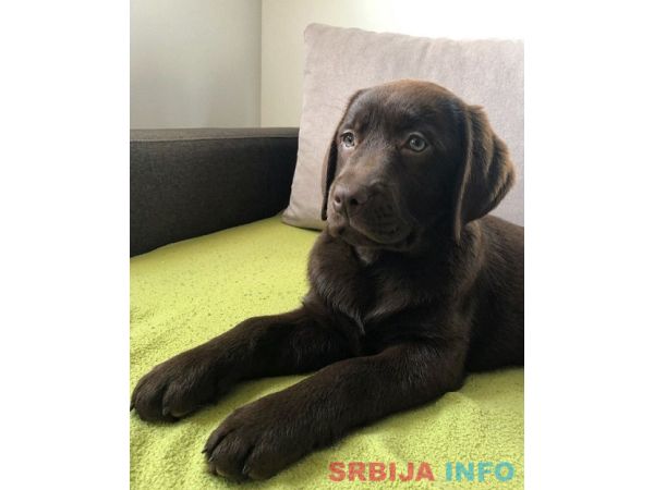 LABRADOR retriver, čokoladni štenci