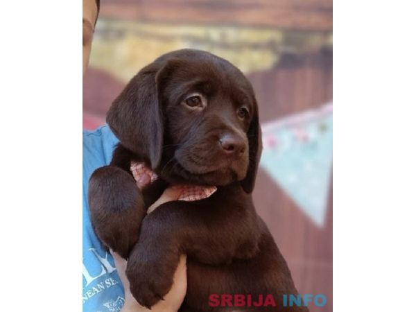 LABRADOR retriver, čokoladni &scaron;tenci