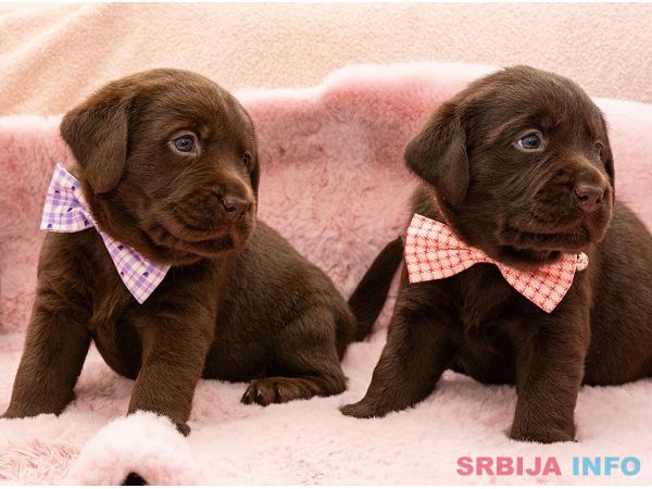 LABRADOR retriver, čokoladni &scaron;tenci