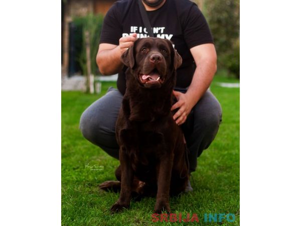 LABRADOR retriver, čokoladni &scaron;tenci