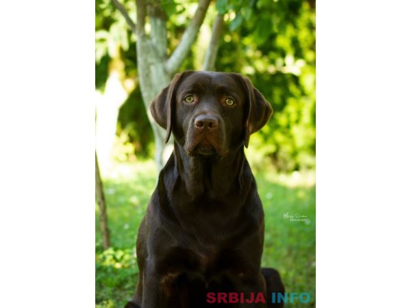 LABRADOR retriver, čokoladni &scaron;tenci