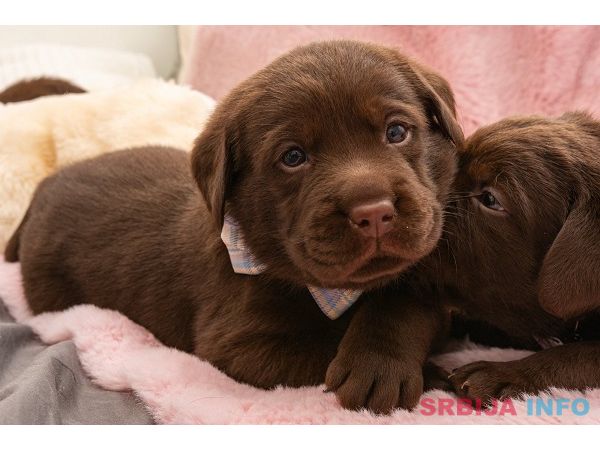 LABRADOR retriver, čokoladni &scaron;tenci