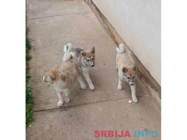 Zapadnosibirska lajka &scaron;tenci