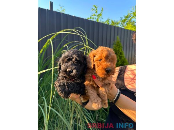 Pudle i maltipoo &scaron;tenci 