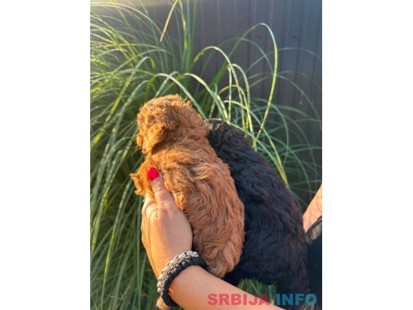 Pudle i maltipoo &scaron;tenci 