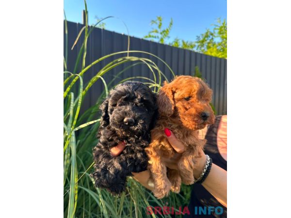 Pudle i maltipoo &scaron;tenci 