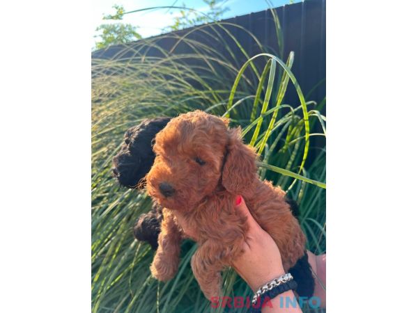 Pudle i maltipoo &scaron;tenci 