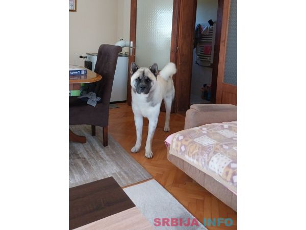 Američka akita, parenje