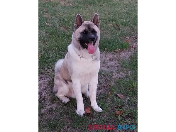 Američka akita, parenje