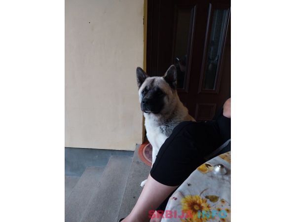 Američka akita, parenje