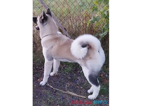 Američka akita, parenje