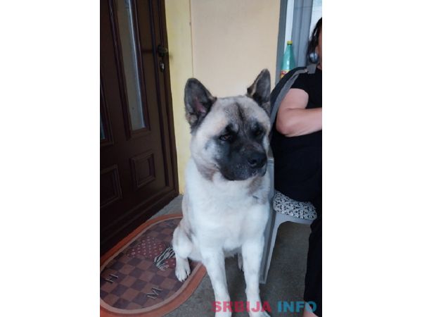 Američka akita, parenje